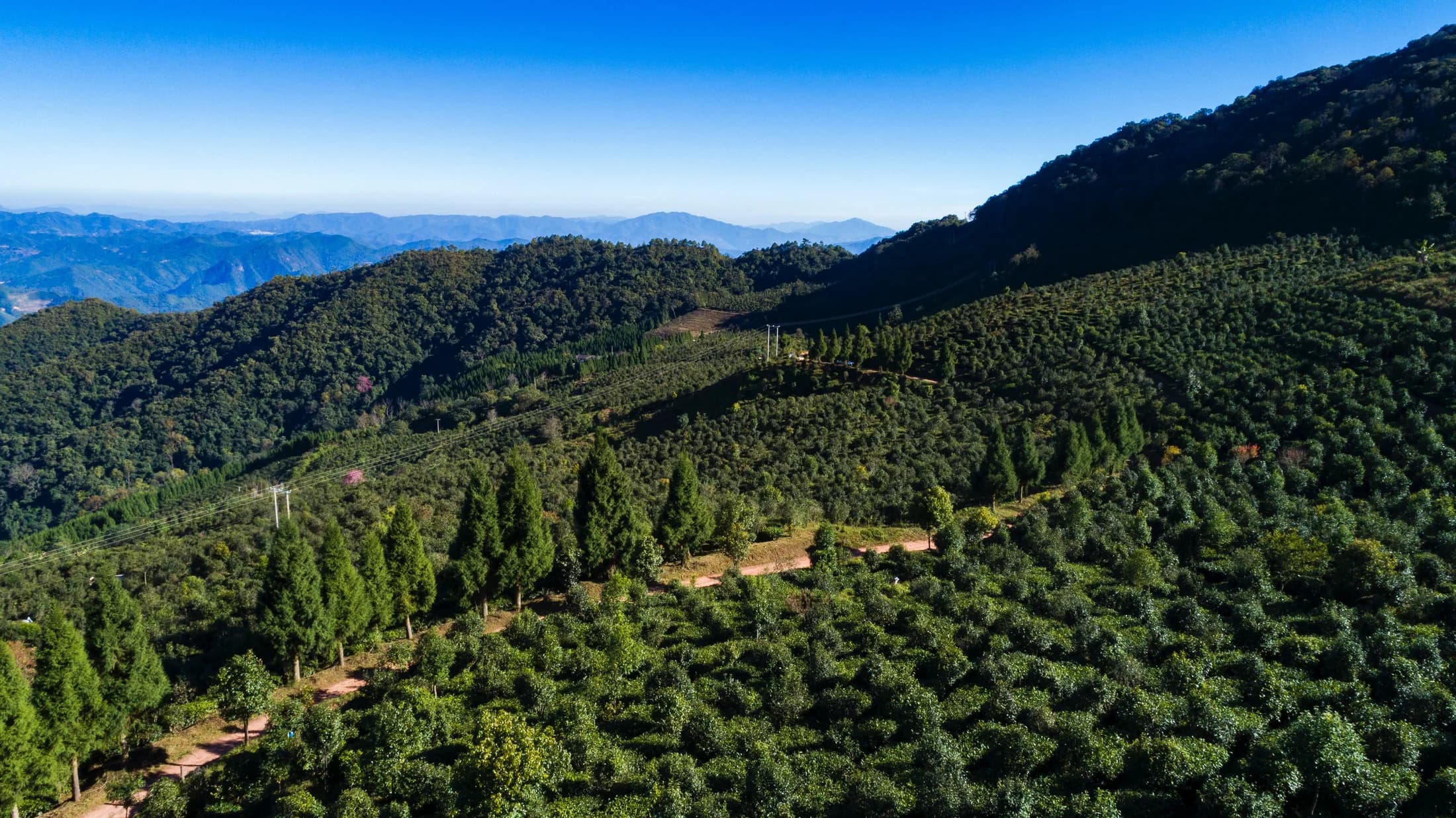Dahei Mountain tea origin in Pu'er